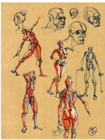 figure drawing